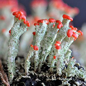Cladonia floerkeana