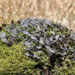 Peltigera membranacea