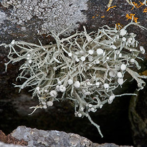 Ramalina cuspidata.