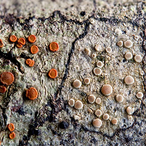 crustose lichens
