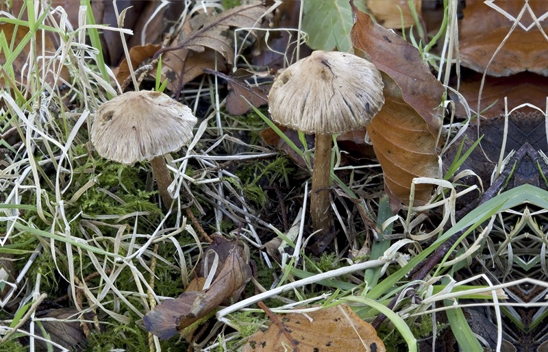 Hongo Inocybe Rimosa Inocybe rimosa Fungus Species