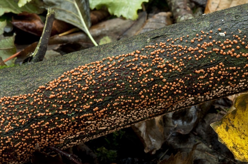 Nectria cinnabarina Fungus Species