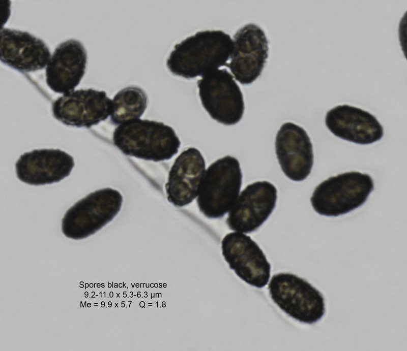 Stachybotrys chartarum Fungus Species